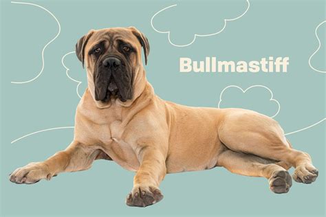 Bull Mastiff Dog Breeds