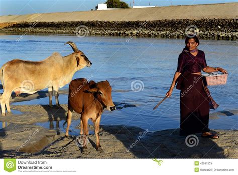 Sacred Cow editorial stock photo. Image of sacred, hinduism - 42581533