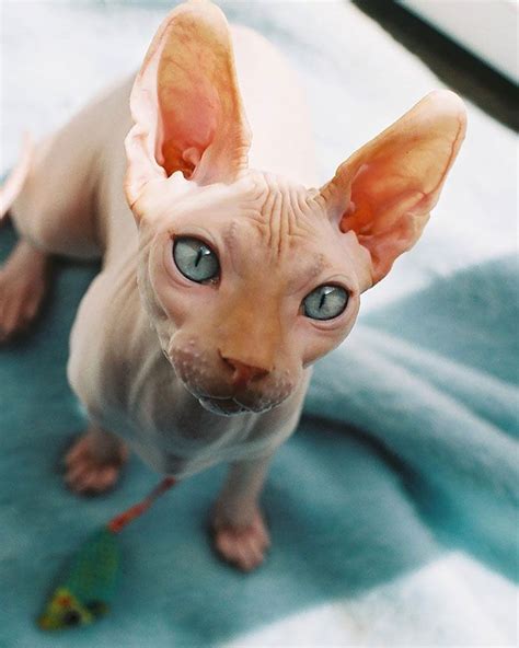 Meet Sphynx Cats – The Most Adorable Hairless Felines | Cute hairless cat, Sphynx cat, Hairless cat