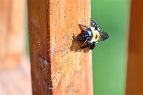 Carpenter Bee Damage To House