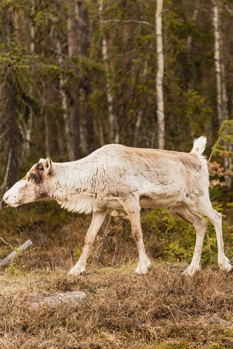 Reindeer in Its Natural Habitat Stock Photo - Image of animal, outdoors: 264849808