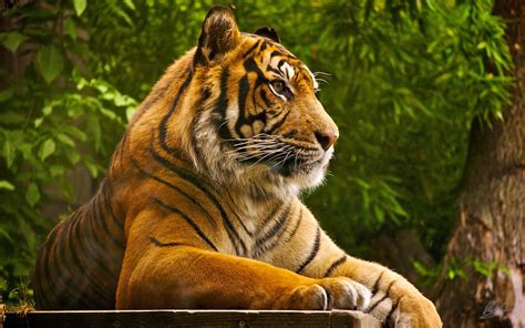 Tiger HD Desktop Wallpapers - Top Free Tiger HD Desktop Backgrounds - WallpaperAccess