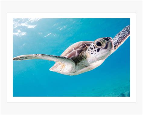 Cute Baby Sea Turtle Canvas Print