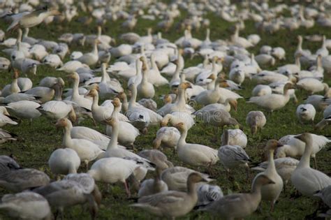 Snow Goose Flock stock photo. Image of arctic, canada - 65006408