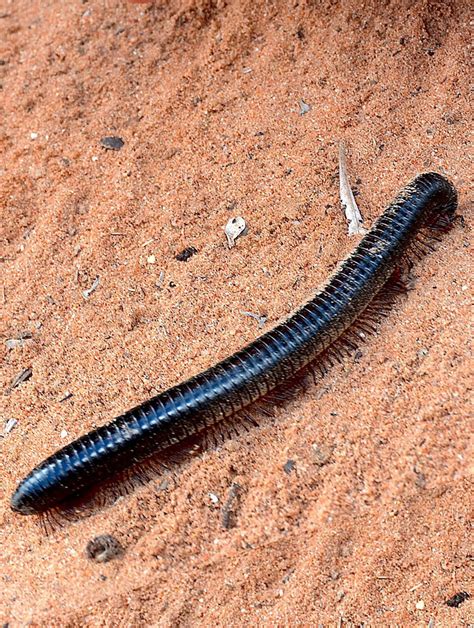 Giant African Millipede – Cosley Zoo