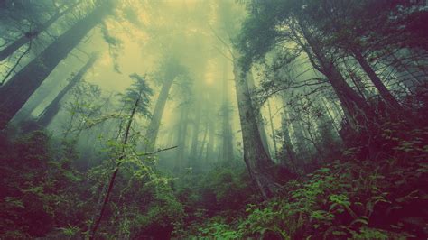 Desolate Forest 4k by reapr56 on DeviantArt