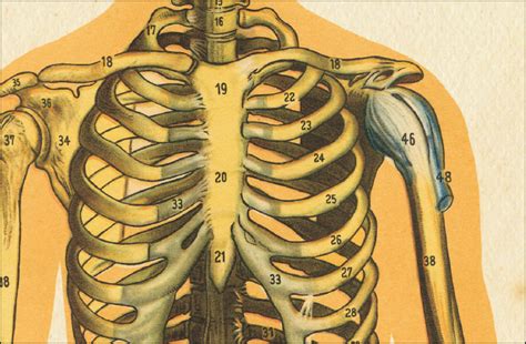 Female Skeletal System Anatomy Chart 18 x 24