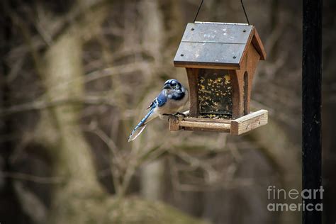 Blue Jay Feeding Photograph by Howard Roberts - Fine Art America