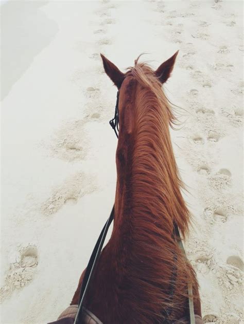 Horse. Riding. Beach. Equestrian. Equine. | Horses, Beach rides ...