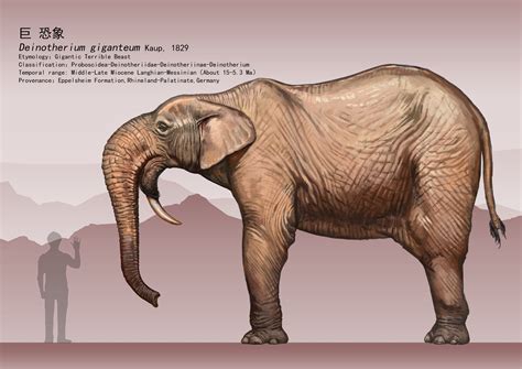 Deinotherium Size