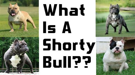 A New And Upcoming Breed: The Shorty Bull - YouTube