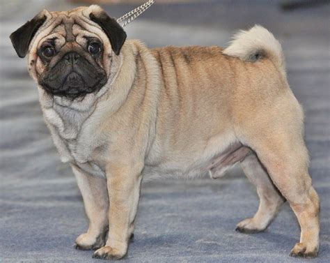 pug life expectancy breed - Chet North