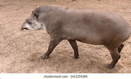 212 Swimming Tapir Images, Stock Photos & Vectors | Shutterstock