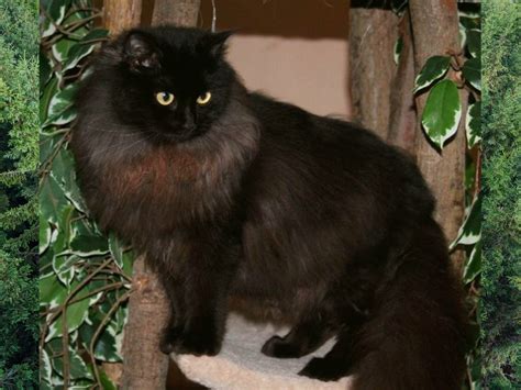 Can Ragdolls Be Black? Black Ragdoll Cat Breed Information - Cat Queries