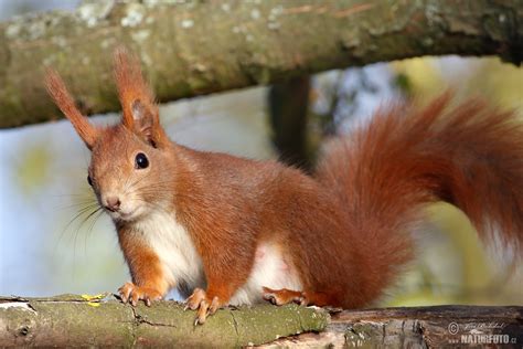 Red Squirrel Photos, Red Squirrel Images, Nature Wildlife Pictures ...