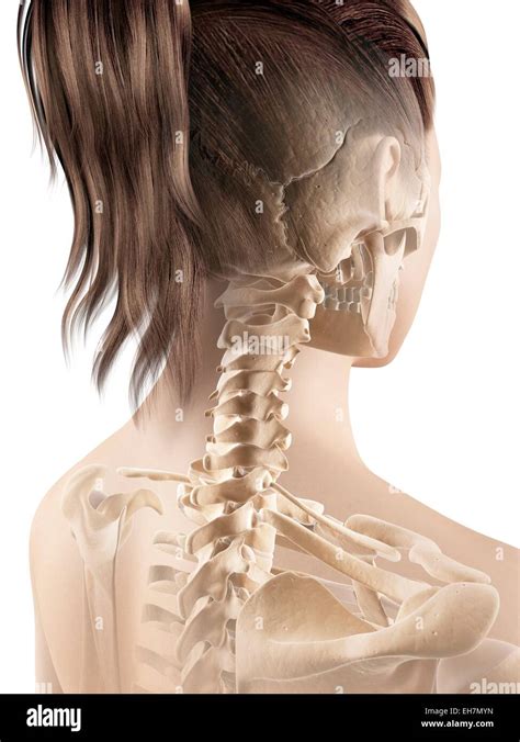 Female neck bones, illustration Stock Photo - Alamy