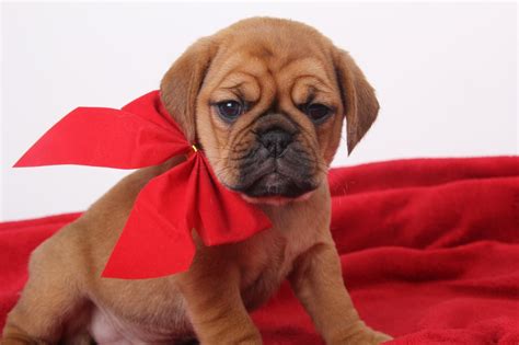 Images Of Puggle Puppies