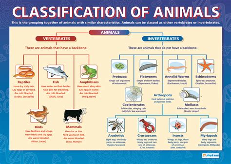 Teacher Vero: CLASSIFICATION OF ANIMALS.