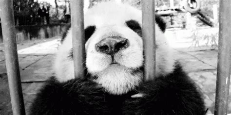 Zoo GIF - Zoo ZooAnimals Panda - Discover & Share GIFs