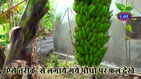 how to grow banana in pot Garden Home - YouTube