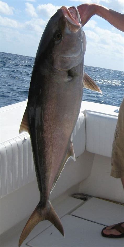 Greater Amberjack – Gulf of Mexico Fishery Management Council