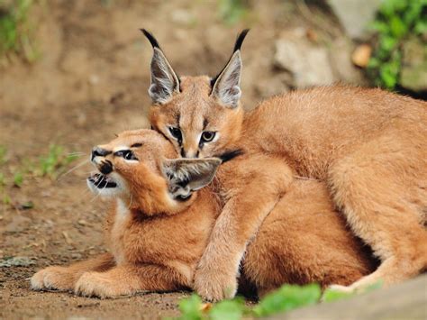 What Does A Caracal Cat Look Like - Infoupdate.org