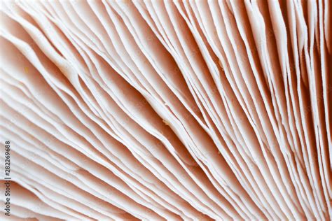 abstract nature background texture of Mushroom plants Stock Photo | Adobe Stock