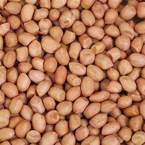 Ground Nuts at Rs 100/kg | Blanched Groundnut Kernels in Coimbatore ...