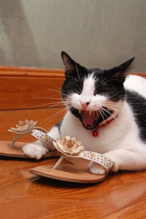 Photos of 10 Cats Who Are Obsessed With Shoes #funnycats Cat Humor ...