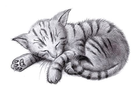 Sleeping Cat by zdrer456 on DeviantArt