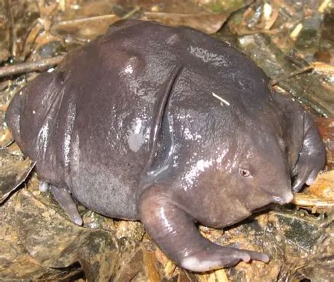 Purple Frog - Characteristics, Habitat & Breeding - Endangered Species