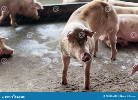 The Pig is Sleeping after Eating the Food. Stock Photo - Image of dirty, cleaning: 185266698