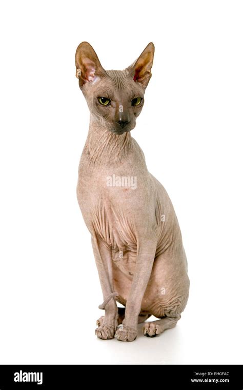 Don Sphynx on isolated white Stock Photo - Alamy