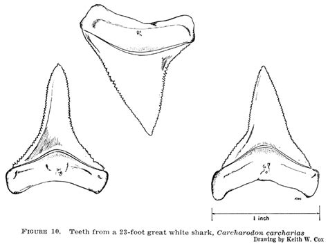 Tiger Shark Tooth Drawing Images & Pictures | Shark tooth tattoo, Tooth tattoo, Shark teeth