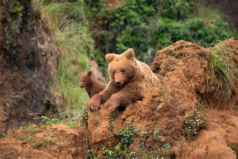 Premium Photo | Brown bear with two cubs