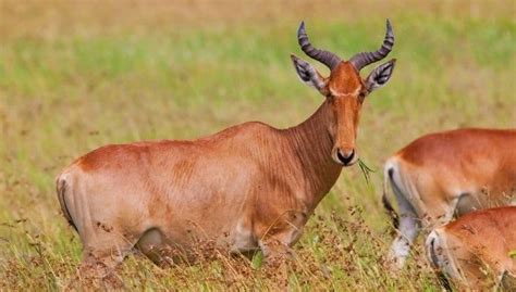 Endangered Species: Tora Hartebeest Antelope - İnteresting Animal Kingdom