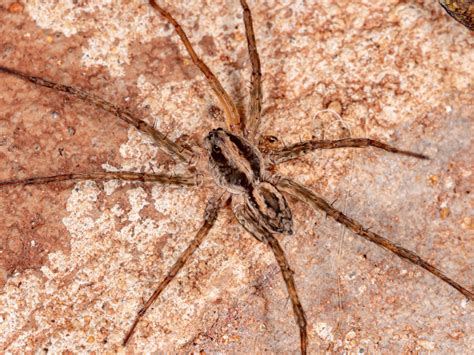 Wolf Spider vs. Brown Recluse | 855Bugs - Pest Control & Exterminators