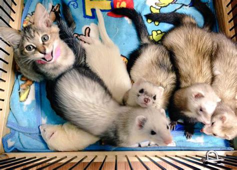 Orphaned Kitten Adopted And Taken In By Adorable Baby Ferret Family