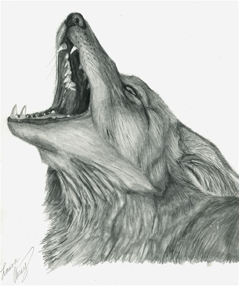 Howling Coyote Drawing at PaintingValley.com | Explore collection of Howling Coyote Drawing