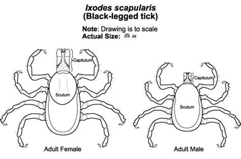 Ticks | Public Health and Medical Entomology | Purdue | Biology | Entomology | Insects | Ticks ...