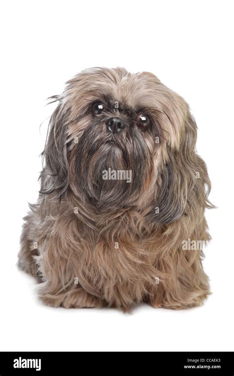 Brown Shih Tzu dog in front of a white background Stock Photo - Alamy