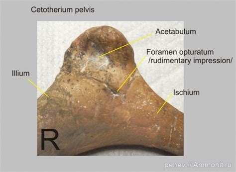 Cetotherium - правая тазовая кост - cetotherium skeleton