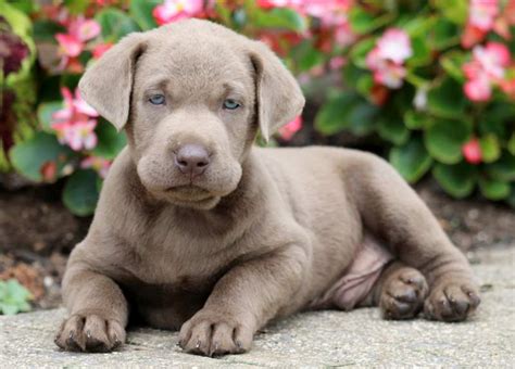 How Much Does A Silver Lab Puppy Cost