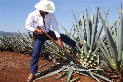 Agave shortage give Mexican tequila makers a headache