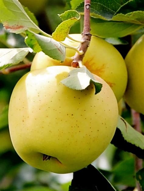 Golden Delicious Apple | Apple Trees | Plant Me Green