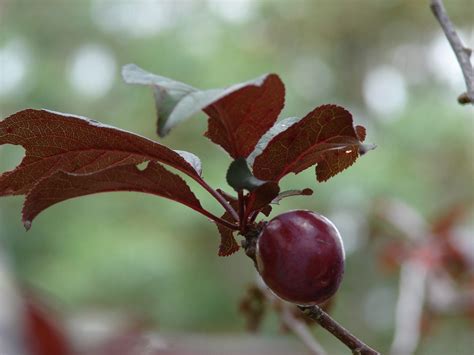 How To Propagate Ornamental Plum Trees From Cuttings – Craftsmumship