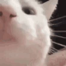 Cat Cat Vibing GIF - Cat Cat Vibing Cat Dancing - Discover & Share GIFs