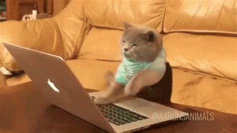 Cat Typing GIF – Cat Typing Typing On Computer – Откриване и споделяне на GIF файлове