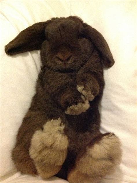 27 Bunnies That Will Cure Any Case of the Mondays | The Dog People by Rover.com