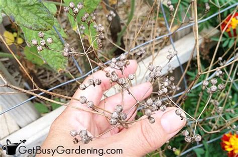 How To Collect, Harvest & Save Cilantro Seeds - Get Busy Gardening